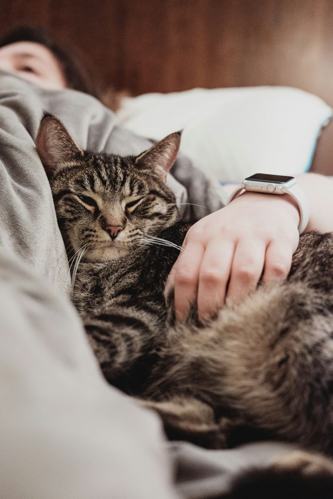 cat getting a massage for sore joints