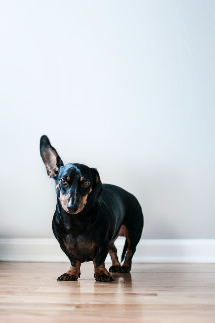 dog with pointed ears and short legs