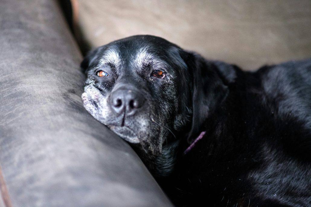 An old dog staring blankly into the distance, showing signs of dog dementia