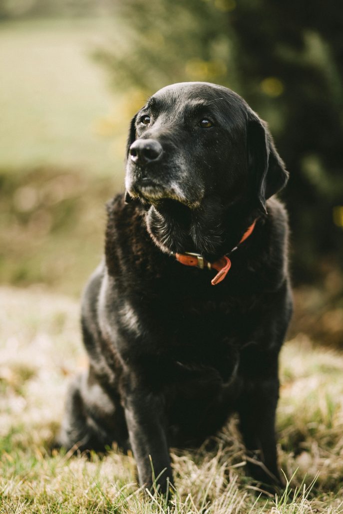 Black labrador retriever sitting on grass with a thoughtful expression, possibly hinting at early signs of dog dementia.
