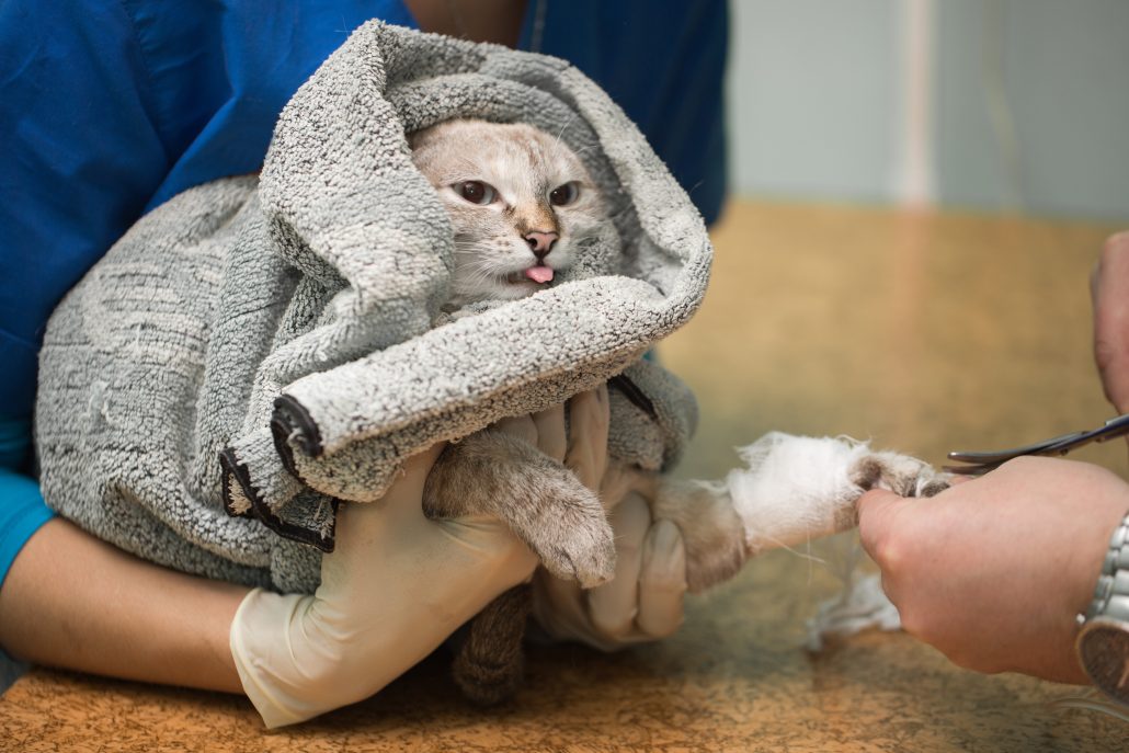 Veterinary placing a IV into a cat in the clinic to treat dehydration after vomiting