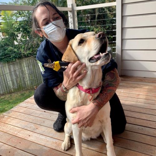 Dog vaccinations - THCV doctor and yellow Labrador dog