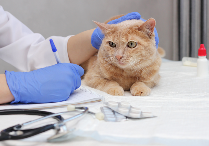 cat check-up - cat at vet
