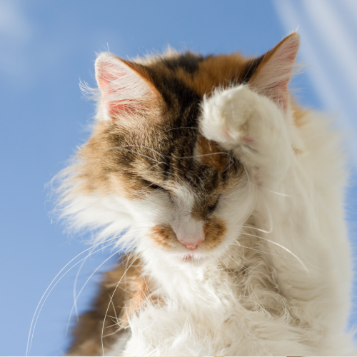 Does Your Pet Have Separation Anxiety? - scratching cat