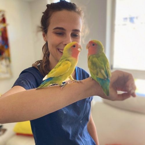 emergency vet brisbane - THCV staff with parrots on her arm