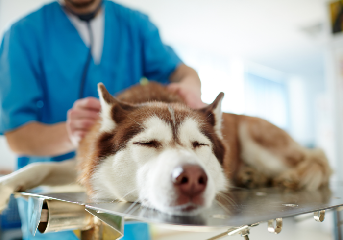 Pet Poisoning Prevention - sleeping husky