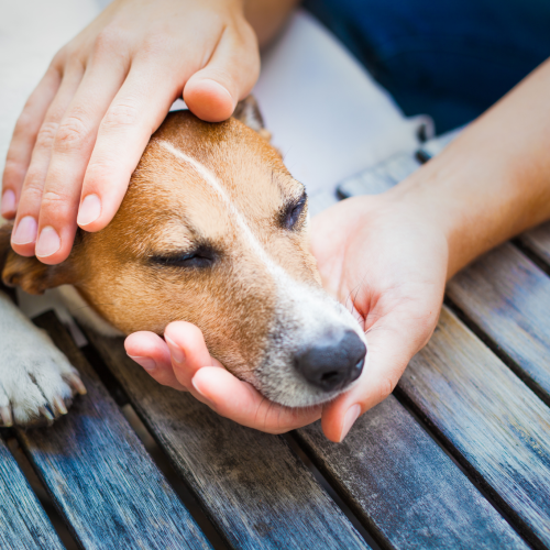 Arthritis in Pets - hand holding dogs head