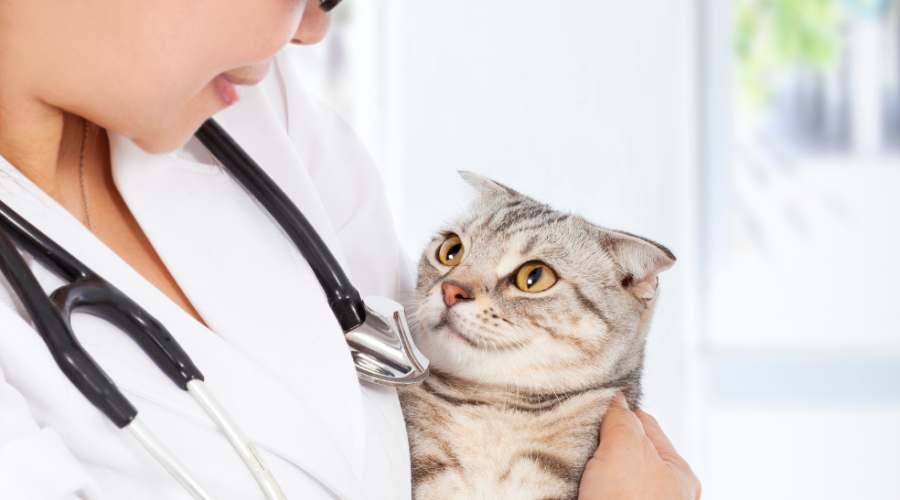Reasons to Bring Your Cat to the Veterinarian - cat looking at vet