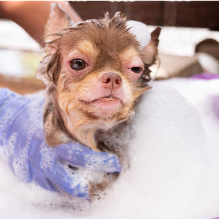 emergency vet care Sunnybank - washing small dog