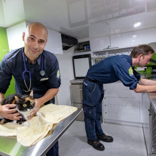 pet vaccinations - vet staff and cat