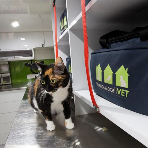 pet vaccinations - calico cat at vet office