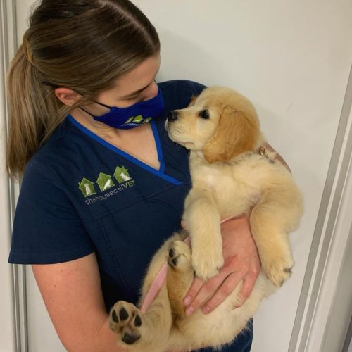 THCV Vet in Sunnybank with puppy