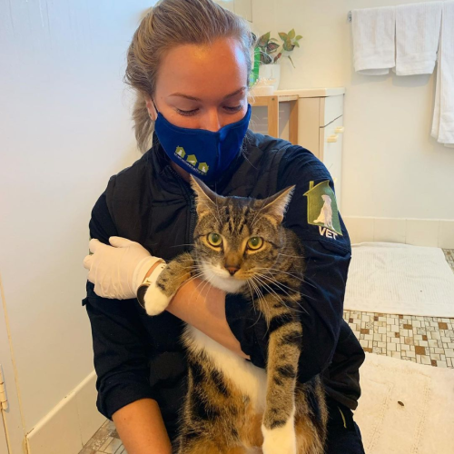 THCV vet with brown cat administering a cat vaccination