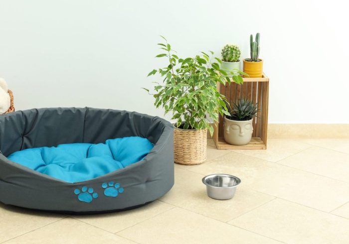 Accessories for home pet in living room