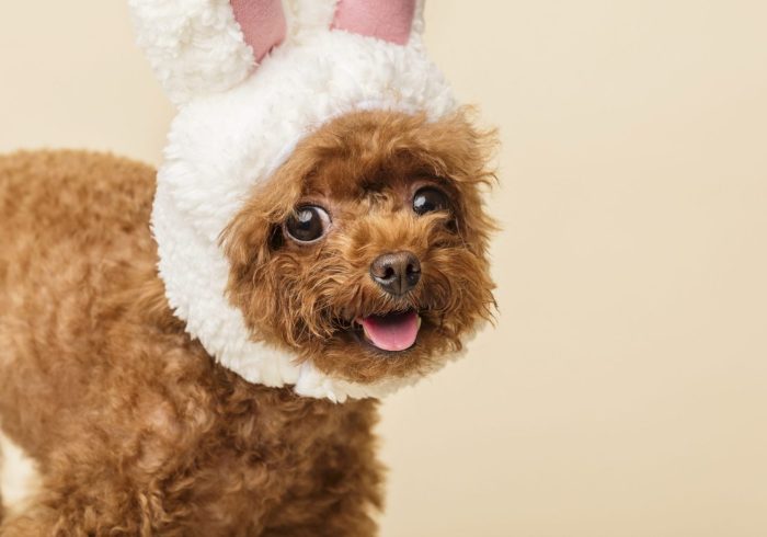 An adorable little poodle with cute bunny ears on a beige background