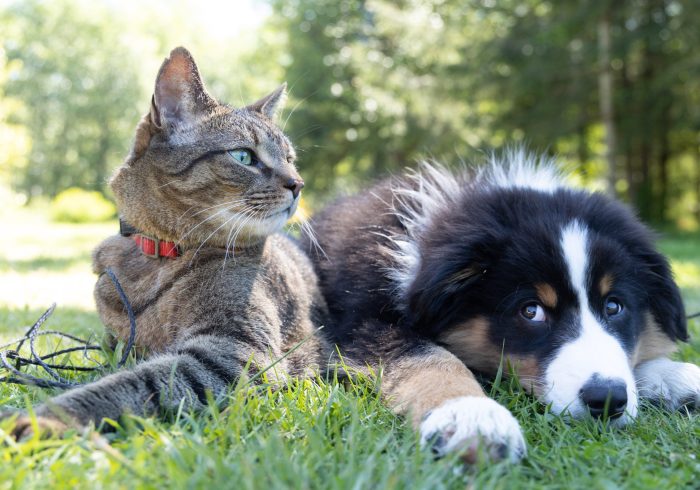 Managing Springtime Allergies in Pets - cat and dog on lawn