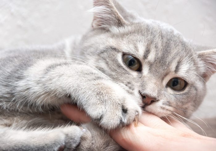 Angry kitten bites the owner. A small playful gray kitten bites the hand of a woman