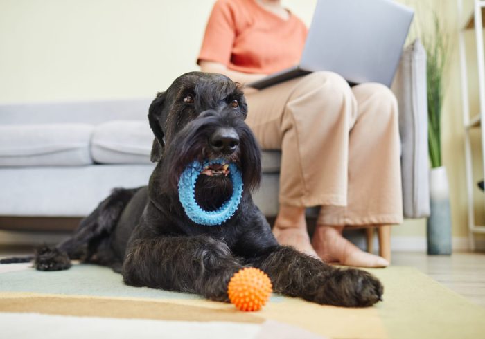 Black teething schnauzer playing with toys on floor