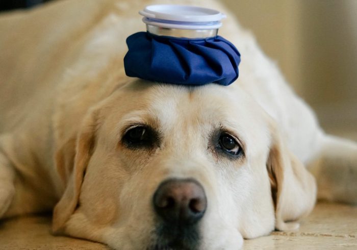 dog with cold pack on forehead, treating canine distemper