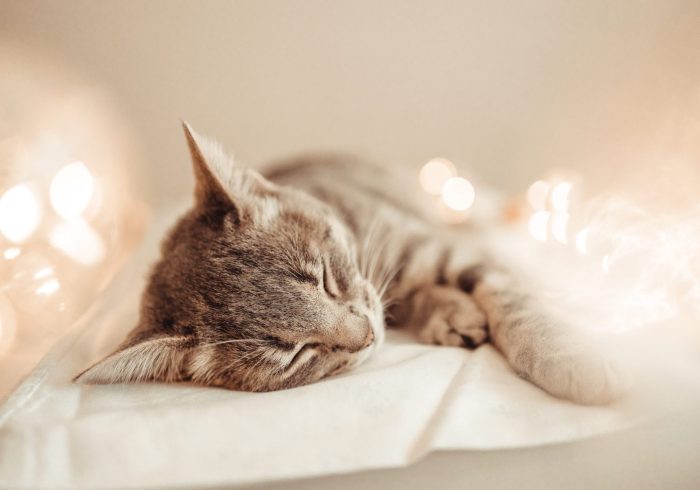 Happy grey cat ying and enjoys in comfortable bed on a blanket. Cozy home background with happy pet. Bright garland lights holiday decor