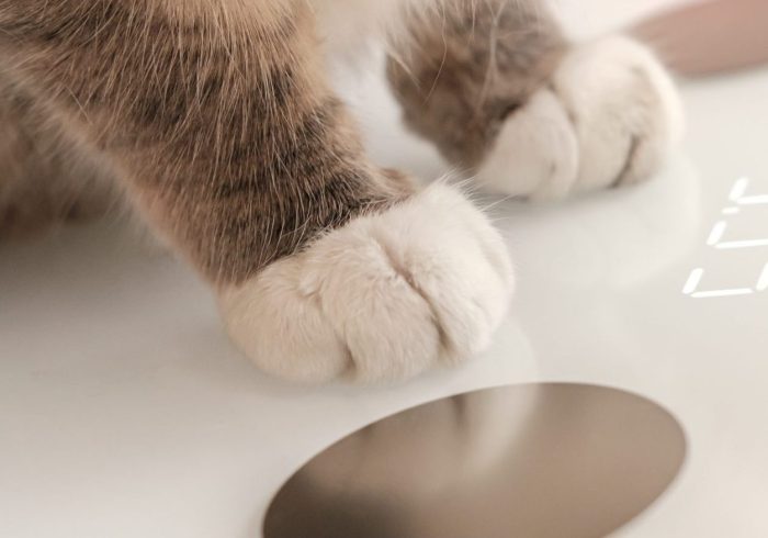 Cat paws stand on smart scales that makes bioelectric impedance analysis, BIA, body fat measurement. Concept of the Internet of things. Close-up.