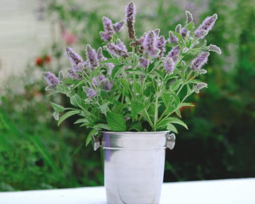 about catnip - catnip flower in metal pot