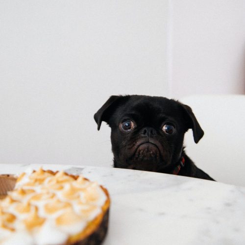 charles-deluvio-D44HIk-qsvI-unsplash pets and chocolate - dog with pie