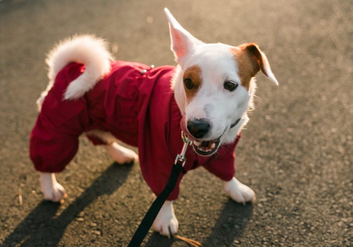Should You Dress Up Your Dog This Winter? - Close up portrait of cute Jack Russell dog in suit walking in autumn park. Puppy pet is dressed in sweater walks