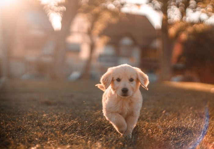 dog & puppy vaccinations