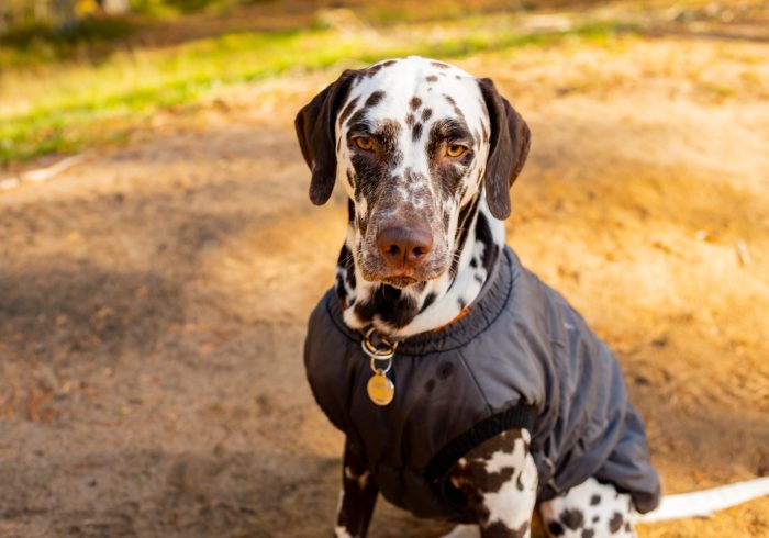 Should You Dress Up Your Dog This Winter? - Cute dalmatian in autumn forest. Dog sat in a grey raincoat in nature. Dog training. puppy in coat walking in the park. The concept of caring for pets. stylish pet clothes.dressed dogs