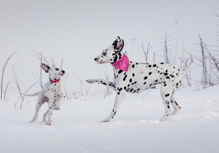dalmatian-dogs-puppy-2022-11-01-23-51-53-utc