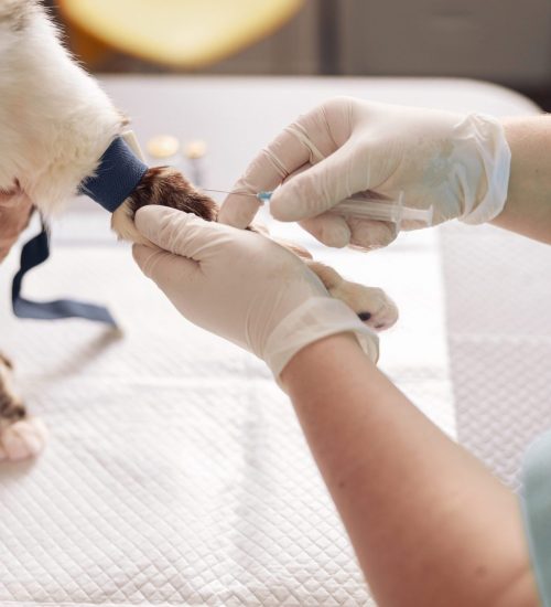 Diabetes in Pets - Doctor gives injection to cat with tourniquet on paw with nurse help in vet hospital