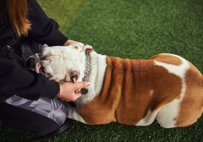Cropped photo of an experienced female trainer holding the American bulldog collar with both hands
