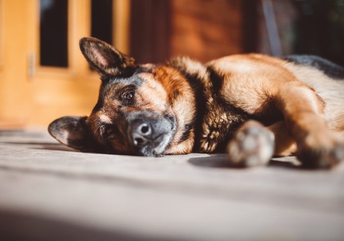 Coping With The Loss Of A Pet - dog lying on floor