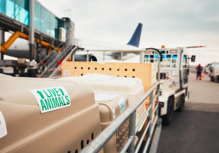 dogs-traveling-by-airplane-boxes-with-live-animals-at-the-airport_t20_XQJx1V