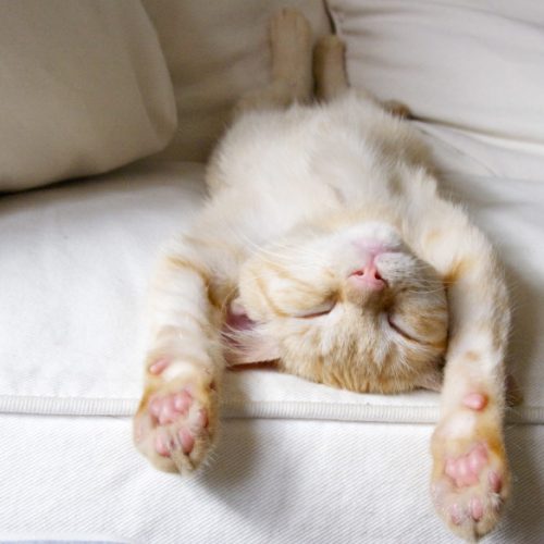 The House Call Vet – Building A Trusting Relationship with Your Pet Building A Trusting Relationship with Your Pet s - cat with legs above their head
