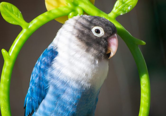 Exotic bird, lovebird blue color, domestic pet. Agapornis personata