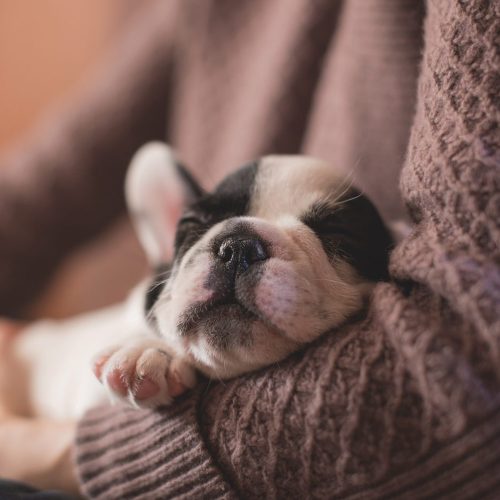 The House Call Vet – The Importance Of Pet Vaccination The Importance Of Pet Vaccination - puppy in arms