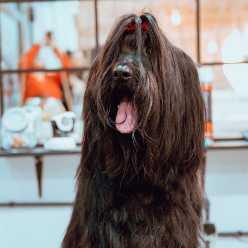 Hearing Loss In Dogs - long haired brown dog