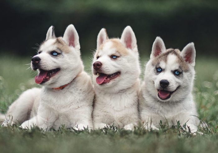 husky-puppies-2021-08-26-19-05-45-utc