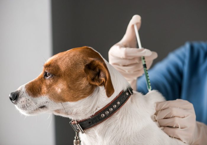 Diabetes in Pets - injection in dog