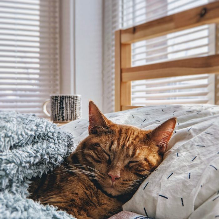 iz-phil-pdALzg0yN-8-unsplash Introducing A New Cat To Your Home - cat sleeping under blanket