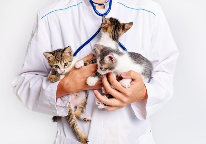 cat check-up - vet holding kittens
