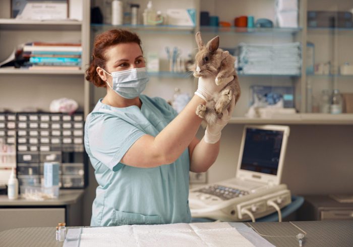Why You Should Stay With One Vet - woman holding rabbit