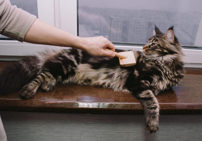 Maine Coon cat lying on the windowsill and his owner combs his hair, cat grooming
