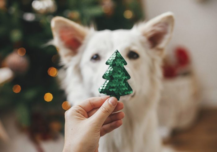 Merry Christmas and Happy Holidays!Woman hand holding christmas tree toy at cute dog nose. Pet and winter holidays. Adorable funny white danish spitz dog helping decorate festive room.