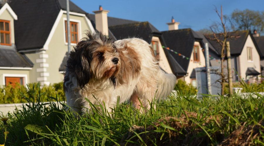 The House Call Vet – Make Your Yard Dog Friendly Make Your Yard Dog Friendly - dog in yard
