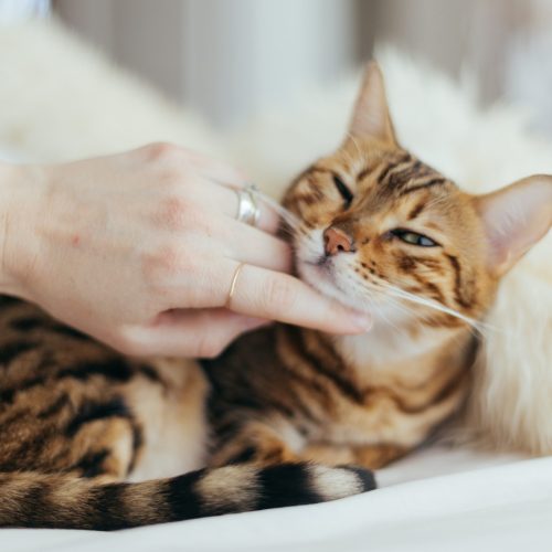 Building A Trusting Relationship with Your Pet - cat scratching chin