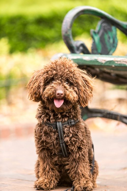 camping with pets in Brisbane