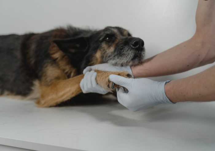 Paralysis Tick - dog with vet